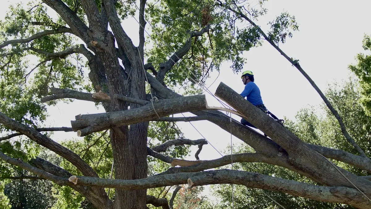 Professional Crown Thinning performed by certified arborists in Byfield