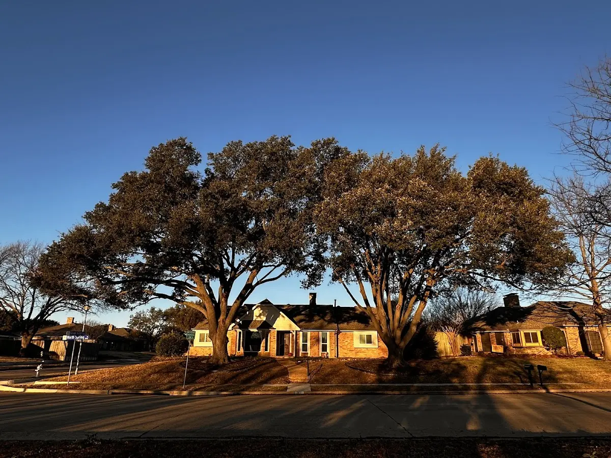 Established residential canopy tree shading a home in Byfield